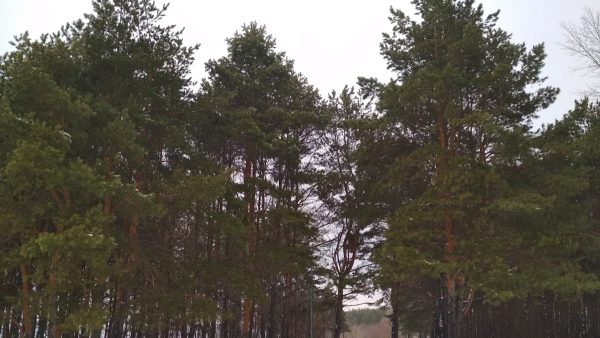 Šeimos ryšių stiprinimas per bendras veiklas